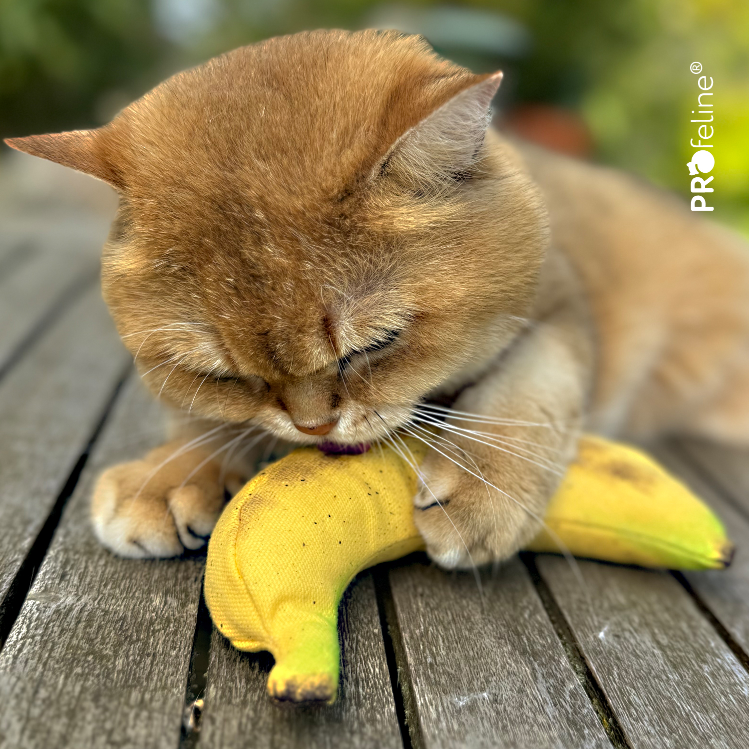 Katzenspielzeug Banane mit Katzenminze USA