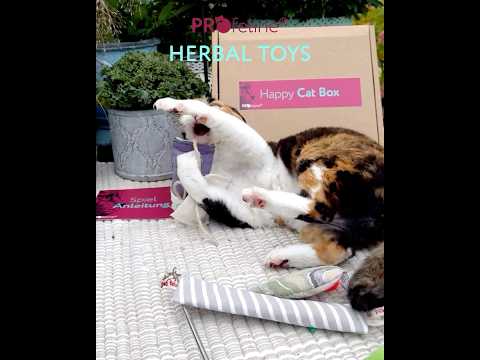 Profeline Happy Cat Box - HerbalToys