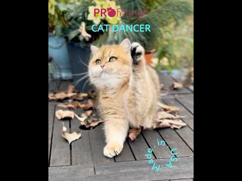 Cat Dancer - Original aus den USA