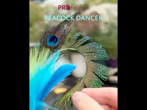 Katzenwedel Peacock Dancer